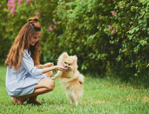 Los Beneficios Invaluables de Vivir en una Casa con Jardín